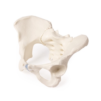 Female Pelvis with Sacrum Model